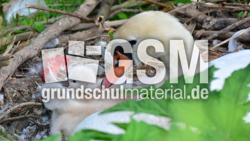 Höckerschwanküken (8).jpg